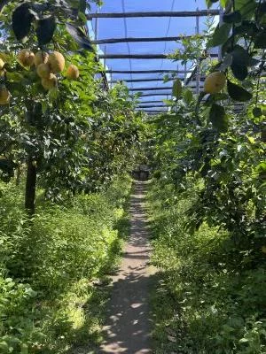 Il Convento Lemoncello
