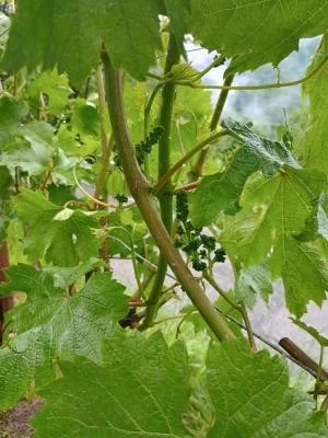 Tour enologico, buon vino e buon cibo!