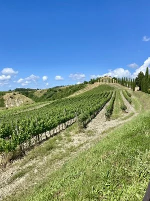 Magnifica esperienza tra i vigneti