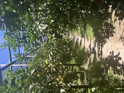 Degustazione di limoncello