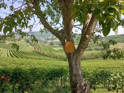 Pic-nic romantico