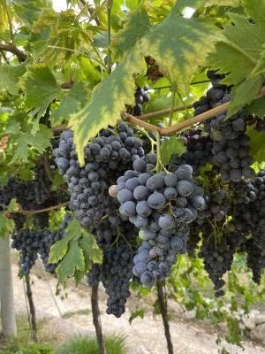 Degustazione
