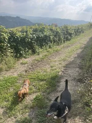Le vere Langhe