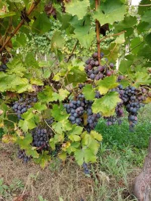 Picnic in vigna