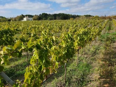 Sole, vino e un ospite delizioso