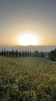 Vino e pecorino