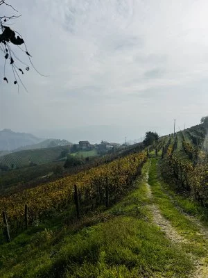 Magico
