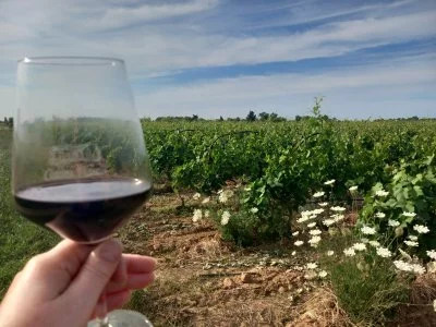 Vino ottimo, picnic magnifico!