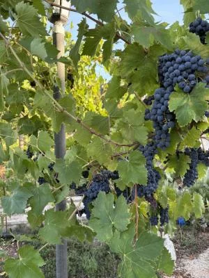 Tenuta Santoro