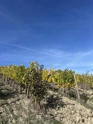 Buona