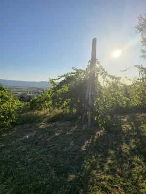 Wine tasting in Assisi at Tili Vini