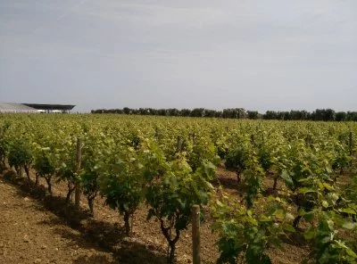 Un grand domaine viticole dans le Salento