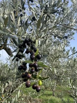 Consiglio tenuta il corni