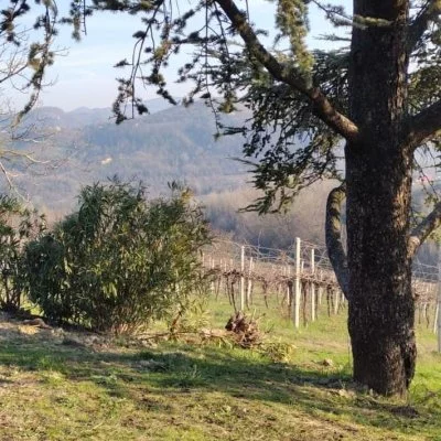 Belle expérience au vignoble