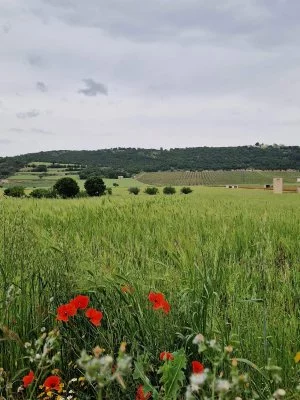 Excellente dégustation de vin à la Masseria Torricella
