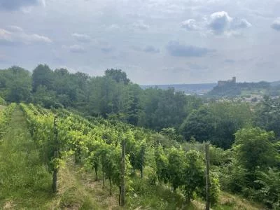 Agréable visite d'un petit domaine viticole