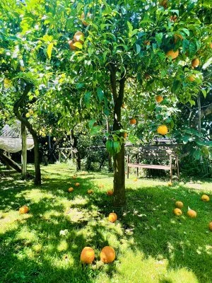 Sympathique visite sur le limoncello