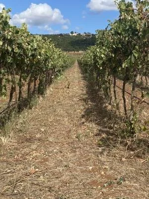 Excellents vins