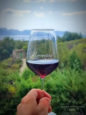 ¡Visita y degustación de primera en el viñedo!