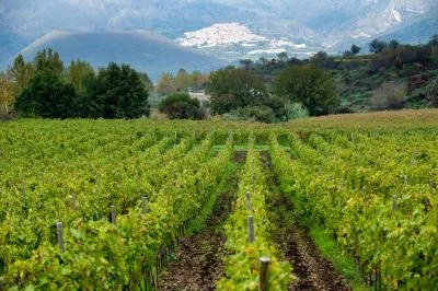 Thumbnail Five Etna Contrade Wine Tasting at Graci Winery
