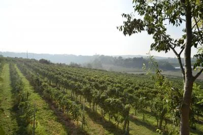 Thumbnail Vineyard Picnic with DOC Wine Tasting at Le Muraglie on Lake Garda