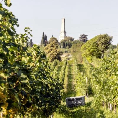 Thumbnail The Origins – Guided Tour & Wine Tasting at Cavalchina Winery