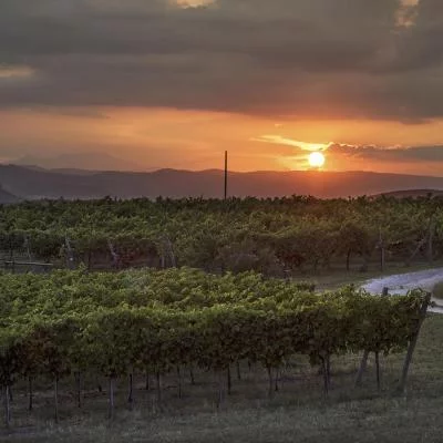 Thumbnail Visita guiada a una bodega auténtica y cata de vinos en Podere Barbi, en Umbría