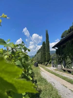 Thumbnail Private & exclusive Wine Specialist Experience at Vinea Ventis in Franciacorta