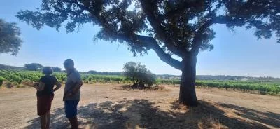 Thumbnail Visita al vigneto e degustazione con prelibatezze dell’Alentejo all’Herdade da Maroteira a Redondo