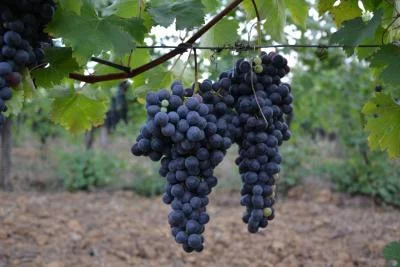 Thumbnail From Vine to Glass: ChiEliSò Winery Experience with local food in Alto Monferrato