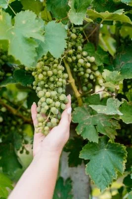 Thumbnail Der Mohnpfad: Weinproben &amp; Speisenbegleitung bei Enotria Tellus in San Polo di Piave