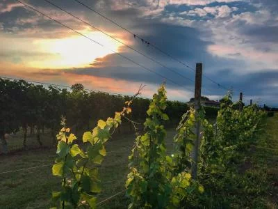 Thumbnail « Racines suspendues » : dégustation de vins et accords mets-vins à l'Enotria Tellus, à San Polo di Piave