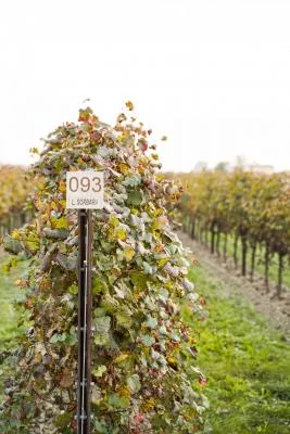 Thumbnail Wine Tour & Tasting of 5 Wines at Cantina Ventiventi in Modena
