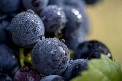 Thumbnail Terre Stregate: discover the magic of Sannio in the glass