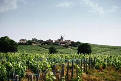 Thumbnail Château du Moulin-à-Vent: Where Time Becomes Wine’s Ally