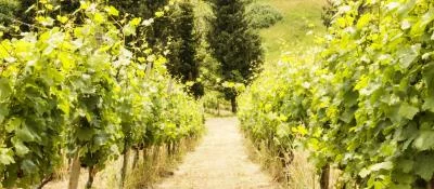 Thumbnail Half-Day Self-Drive Wine Tour in Bergamo: Two Wineries & Four Wines