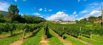 Thumbnail Excursión en coche de medio día por las bodegas de Bérgamo: dos bodegas y cuatro vinos