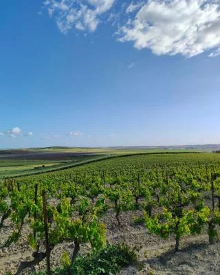 Thumbnail Guided Tour, Tasting & Gourmet Tapas: Bodegas González Palacios - D.O.P. Lebrija