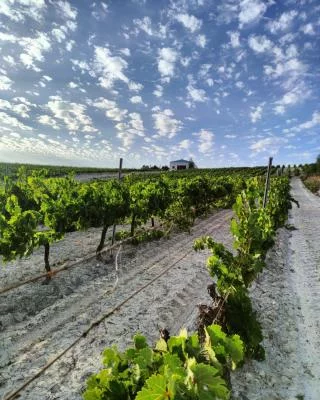Thumbnail Guided Tour, Tasting & Gourmet Tapas: Bodegas González Palacios - D.O.P. Lebrija
