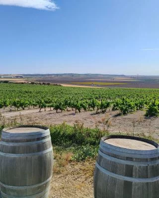 Thumbnail Visita guidata, degustazione e tapas gourmet: Bodegas González Palacios - D.O.P. Lebrija
