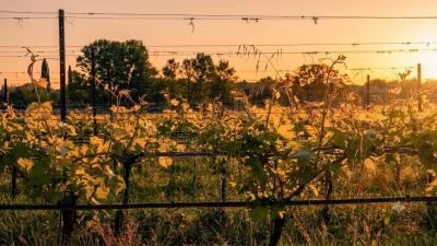 Thumbnail Picnic al tramonto al Natiia con specialità locali e vino sul Lago di Garda