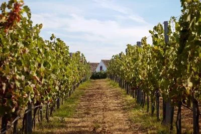 Thumbnail Degustazione di 5 vini di produttori dell’Algarve presso Monte do Além a Odiáxere, vicino a Lagos
