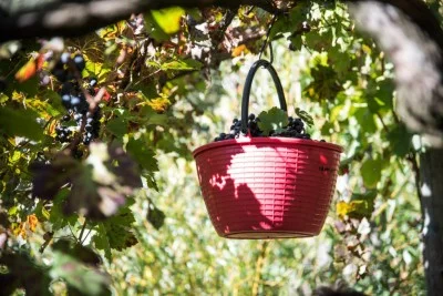 Thumbnail Dégustation de vins au cœur de la côte amalfitaine à la Cantina Apicella