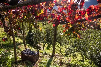 Thumbnail Wine tour nella costa Amalfitana presso Cantina Apicella