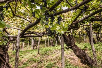 Thumbnail Wine tasting in the heart of Amalfi Coast at Cantina Apicella