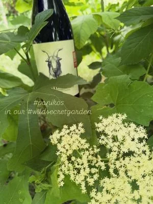 Thumbnail Self-Guided Wine Tasting in a Garden at Monfrà in Monferrato