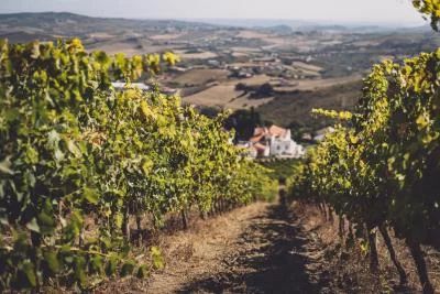 Thumbnail Visite privée et dégustation avec accords mets-vins à la Quinta de S. Sebastião, à Lisbonne
