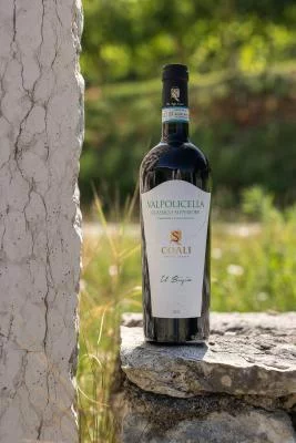 Thumbnail Picnic en los viñedos y cata de vinos en Coali, en Valpolicella Classica