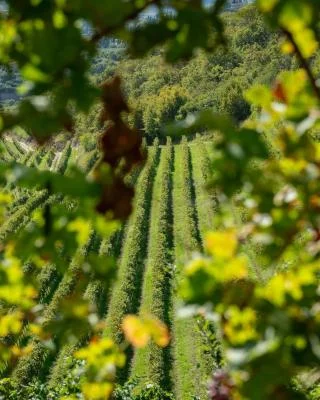 Thumbnail Pique-nique dans les vignes et dégustation de vins chez Coali, dans la Valpolicella Classica