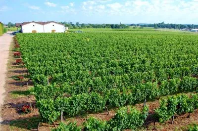 Thumbnail Cata de vinos gourmet en el Château Pichon Bellevue, en Vayres